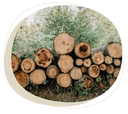 Imagen 1 mostrando troncos cortados en el suelo