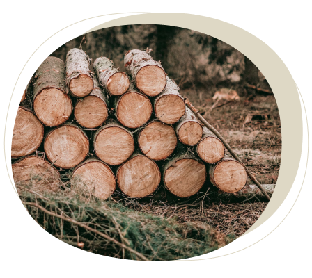 Imagen 2 mostrando troncos cortados en el suelo
